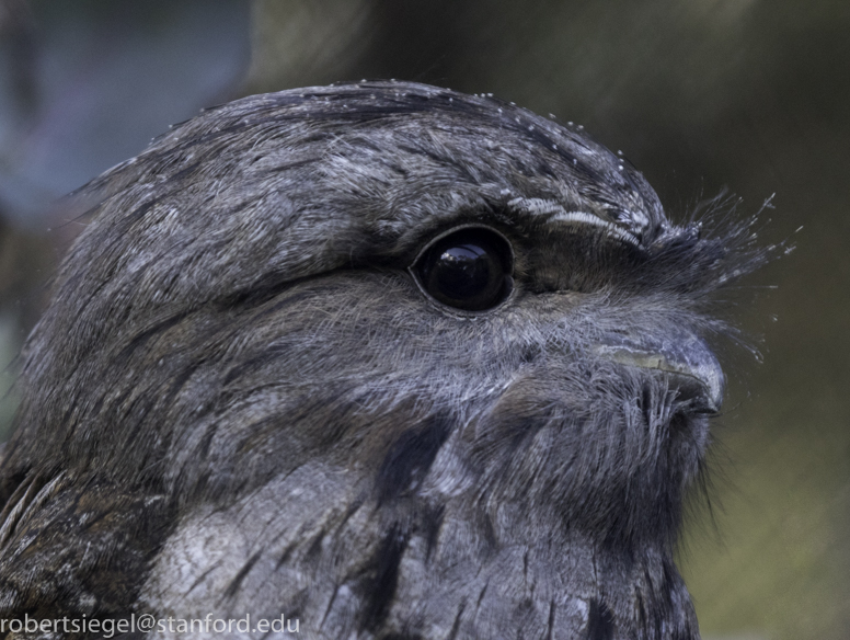 tawny frogmouth